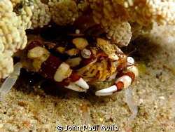 found this crab hiding under a small anenome... i was luc... by John Paul Avila 